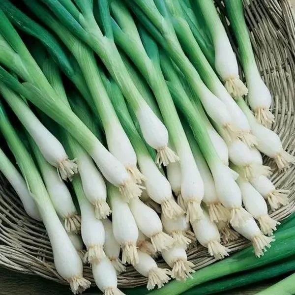 Лук Байкал: как вырастить гостиницу витаминов на своем огороде