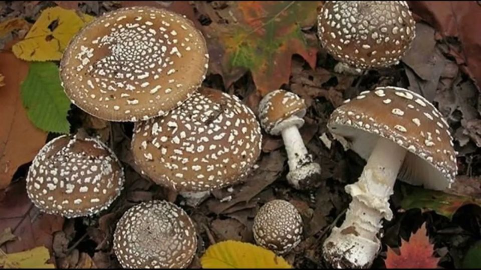 ������� ����� ������: ��� ����� �������� � ����