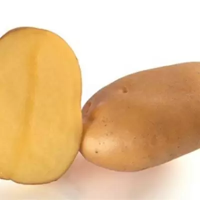 Картофель Маэстро: идеальный выбор для вашего стола