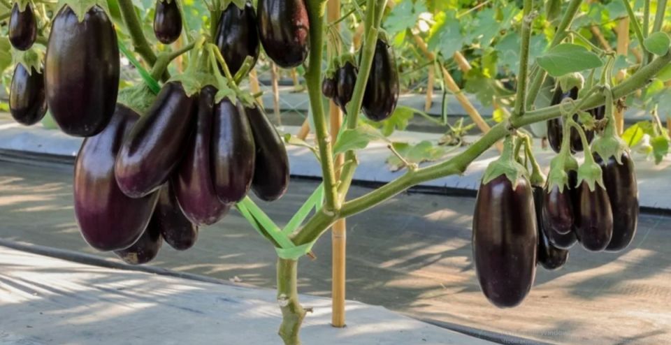 ��� ��������� �� 15 ���������� � ������ �����: ������� ��������� �����