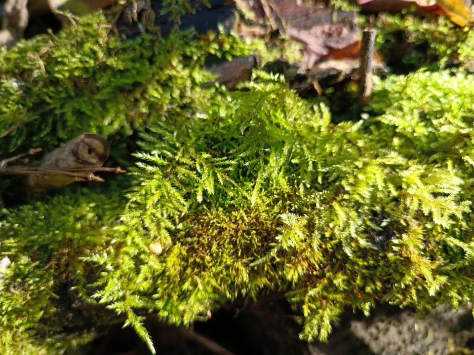 ������ ��� � �����������: �� �������� �� ������