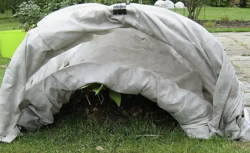 Как сохранить гортензию на зиму для яркого цветения