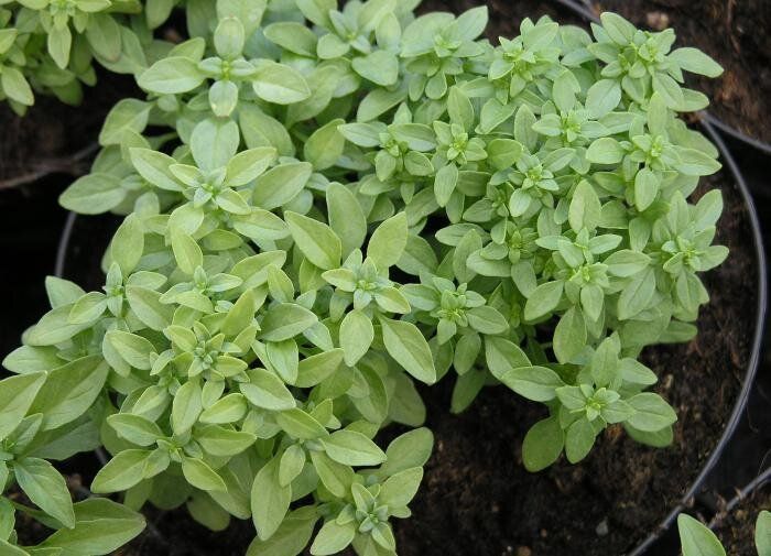 ������� ��������� ����������� ��������: ������������� ������� �� ����