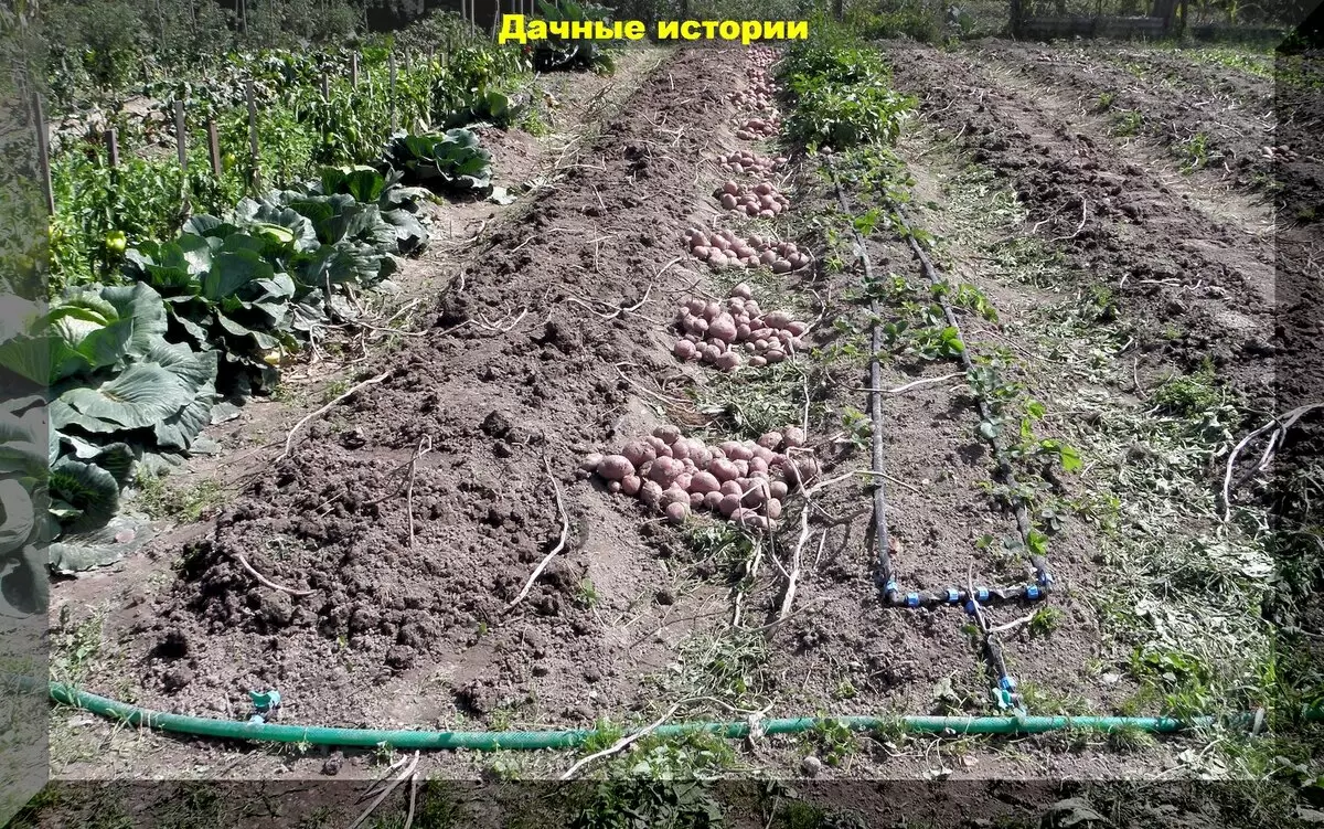 Как правильно сажать картофель: советы для успешного урожая