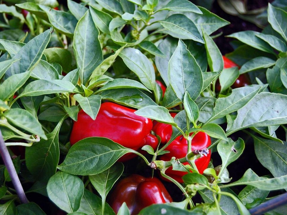 ��� �������� ������ � �������� ������: ������� ����������� ���������