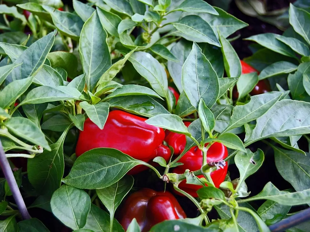 Как добиться сочных и мясистых перцев: секреты эффективной подкормки