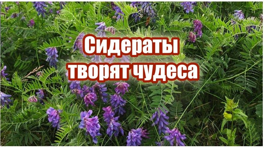 ����: ������ �������� ������ ������� ���������