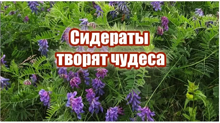 Вика: секрет богатого урожая сладких помидоров