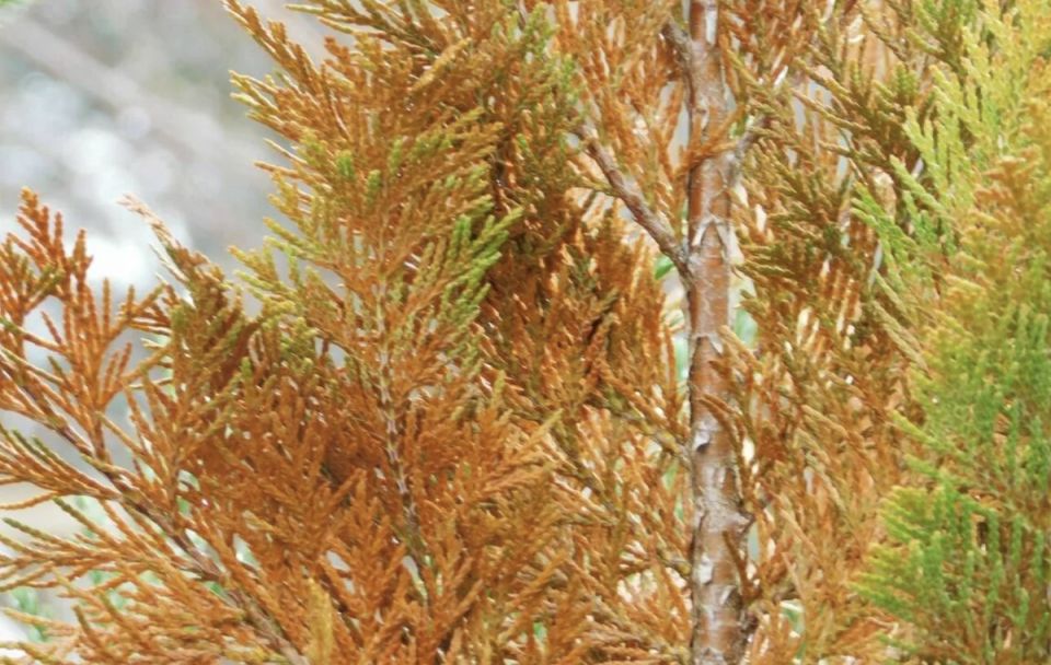 ��� �������� ������� ������� �� ������������� ��������� ������