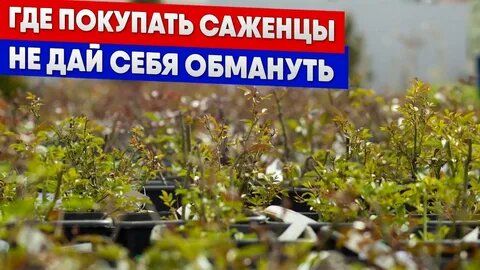 ��� ������� ������ ������� ������: ������ �� ������� ���������