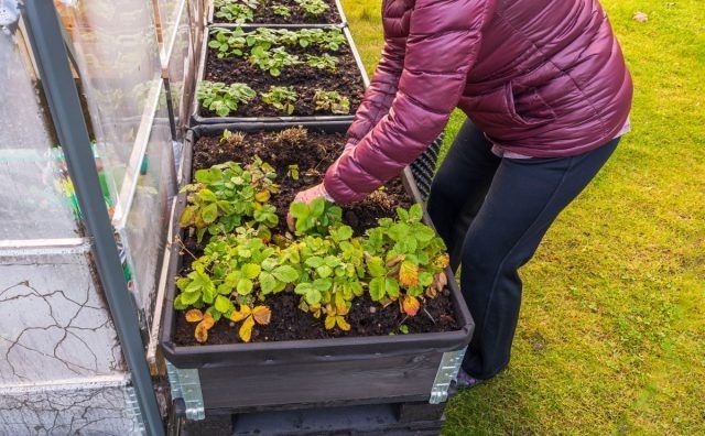 ��� ����������� ������� � ����: �������� ������ ��� ���������