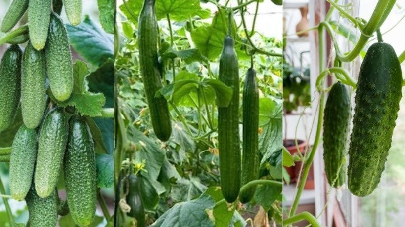 ��� ������� ��������� ����� ������� �� ����� �������