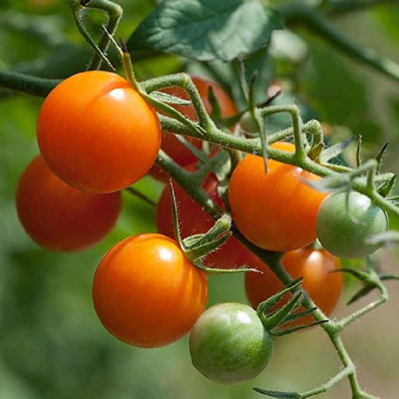 ������� ������, ������� ��������� ��� �� ���������� ������������