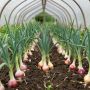 Зеленое богатство теплицы: лучшие сорта лука для постоянного урожая