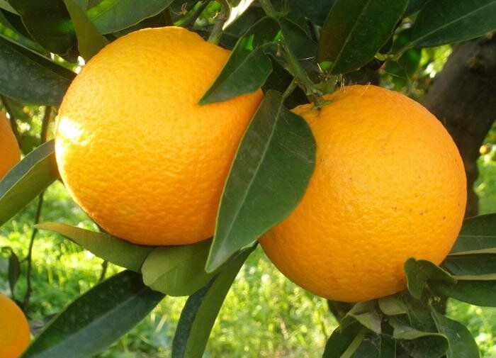 ��� ��������� ����������� ������������ ������