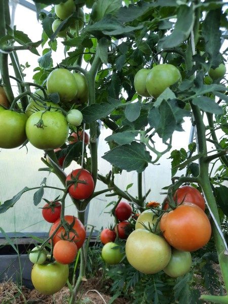 ����������� ������ �� ��������� ������� ��� ���������� �����������