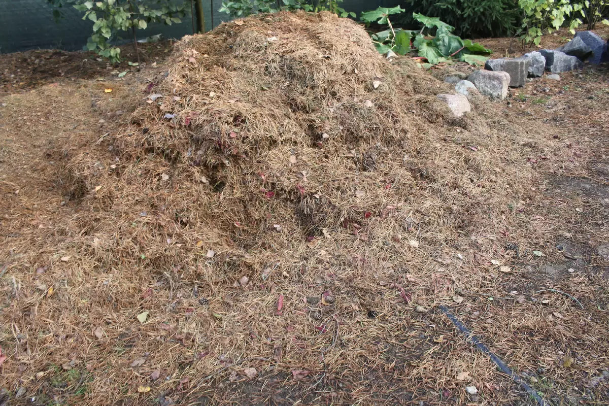 Сад в начале апреля: радости и печали весны