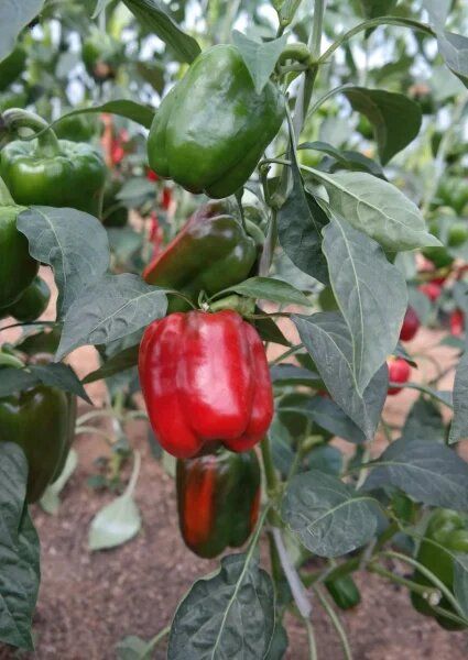 ����� ��������: ��� ������������� ������ ���� �������� �����������