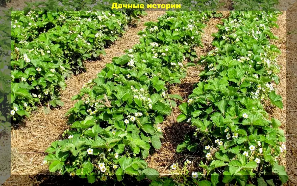 Мульчирование клубники: как сохранить урожай и избежать проблем