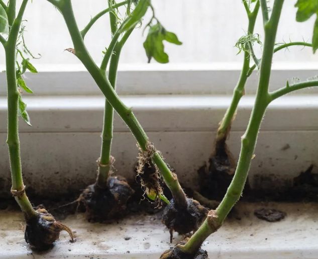 ��� �������� ������ �����: ������� ������� �������