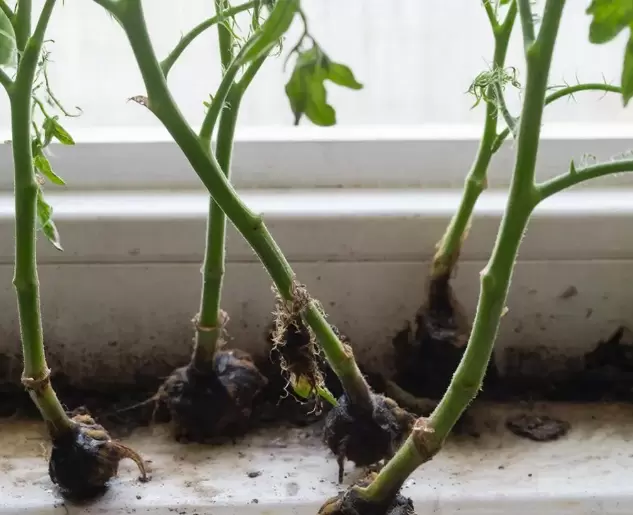 Как победить черную ножку: секреты крепкой рассады