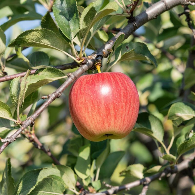 ��� ����� ��� ����� ������ �� ������� ������