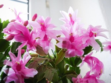 Почему декабрист нуждается в особом уходе: советы для цветоводов