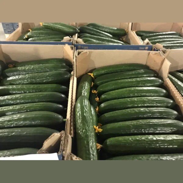 ������ ��������: ��������� ����� ��� ������ � �������� ������������