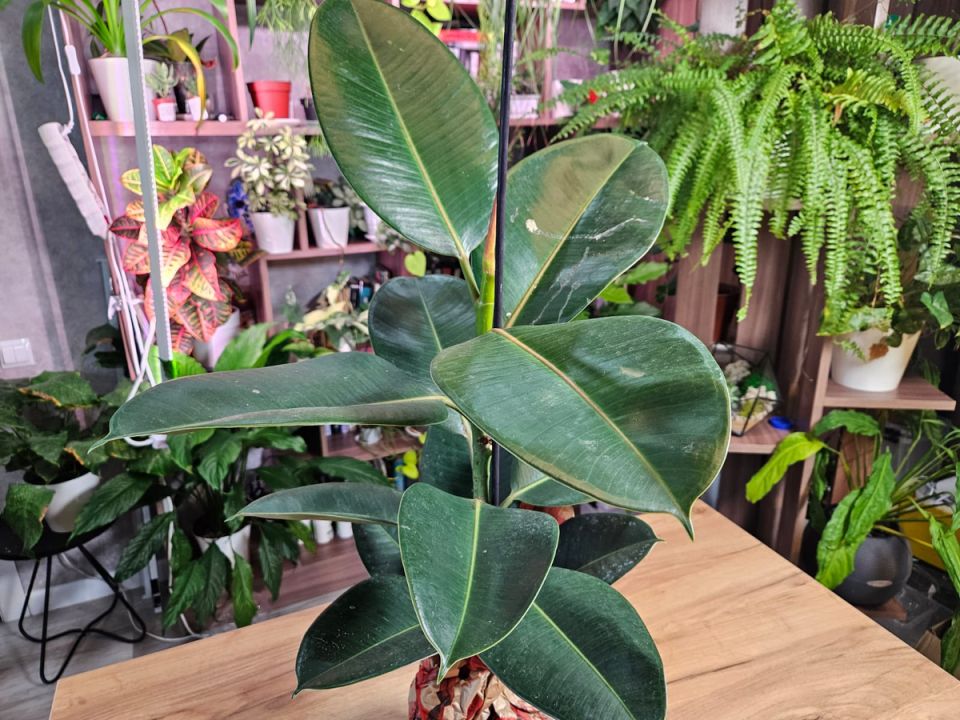 ������ ��������� ��� ��������� ��������: ��� ��� �������� ������?