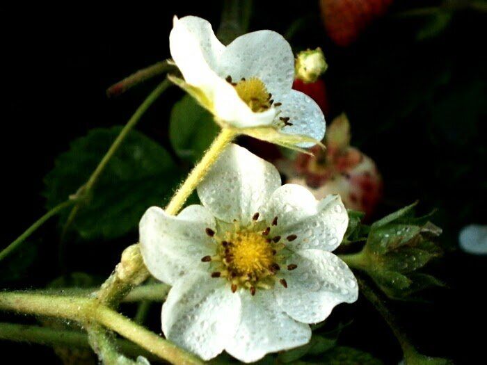 �������� � �� �������: ���� �� �������� � ���������� �����������