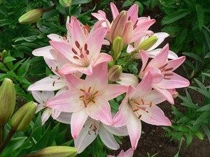 ����� ����� ������: ��������� ������ ��� ������ ����