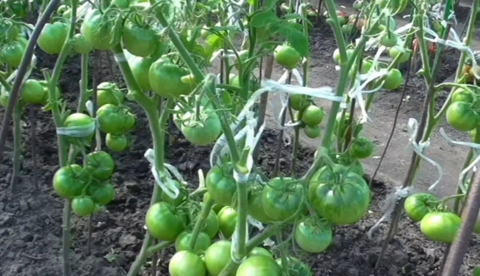 ��� ��������� ����������� ����� �������: ��������� ������ ������ ��� ������������� ������