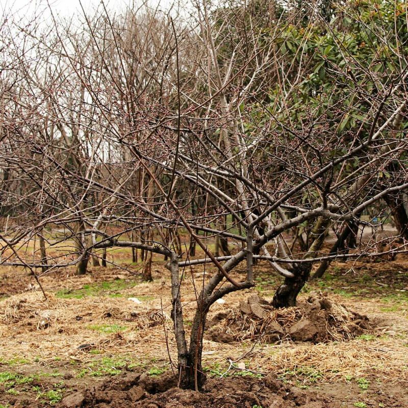 ����������� ������ ������ ��������: ������� � � �������