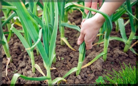 ��� ��������� ��������� � ��������� �� ��������: ������� ��������� ������