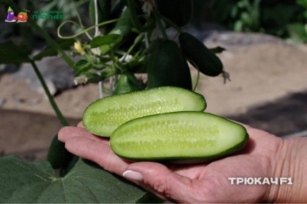 ����������� ������ ������� �����: �������� �� ���?