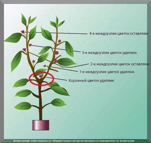 ����� ���� ��� ������� �������: ������ ��� ���������� ���������