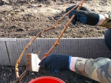 ��� �������� �������� �� �������� � ����������: �������� ������