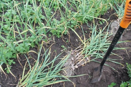 ����������� ��������� ����� ����� ������ ���� � �������: ������� ��������� ������