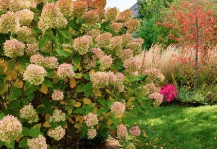 �������� ������ ���� ��� ������ ���� �� ������ �������