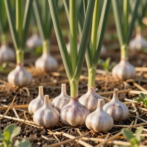 ����� ��� �������: ������� ��������� ������