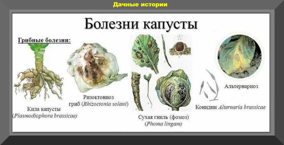 Как вырастить капусту: секреты успешной посадки и ухода