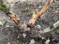 Как предотвратить повреждение гортензий весной