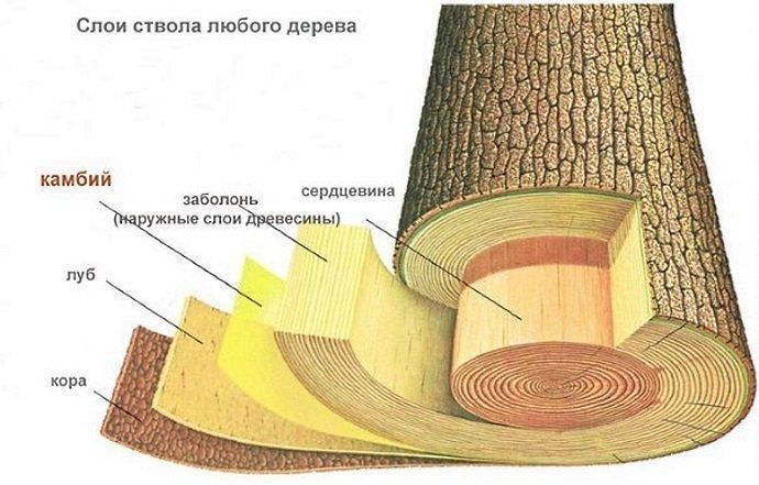 Как камбий помогает читать историю Земли через деревья