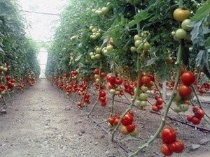 Детерминантные помидоры: как выбрать правильный сорт для вашего сада