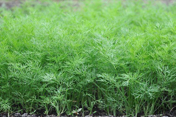 Укроп Геркулес: секреты успешного выращивания, сбора и хранения