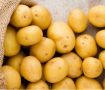 Картофель Лина: универсальный сорт с высокими показателями урожайности и лежкости