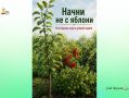 Почему смородина и крыжовник должны стать основой вашего сада
