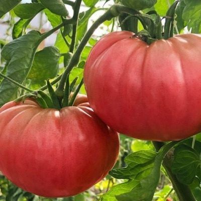 Томат Дородный: чемпион по урожайности и вкусу для вашего огорода