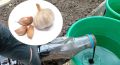 Секреты успешной посадки озимого чеснока